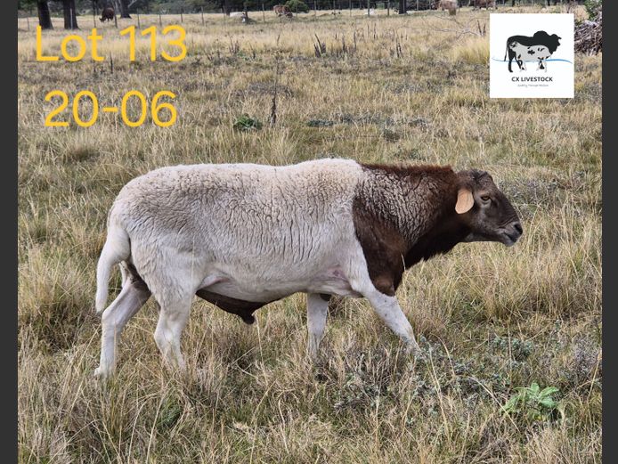 20-06 | CX LIVESTOCK