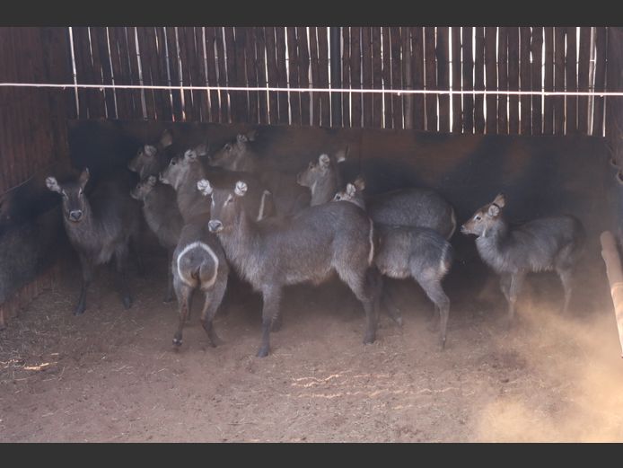 Waterbokke