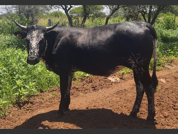 BN 240831 | BOTHMA NGUNIS