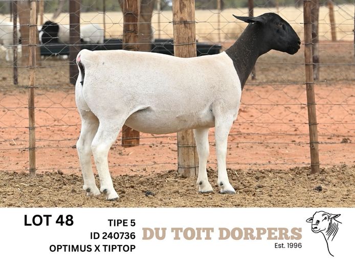 240736 | DU TOIT DORPERS