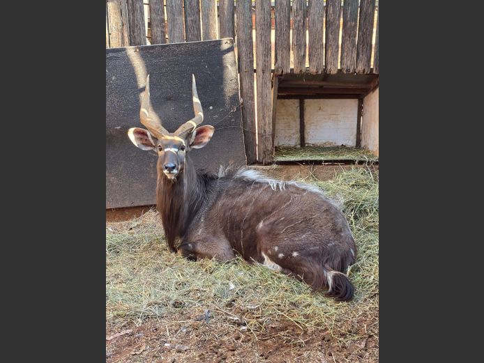 NJALA | MAS WILDLIFE
