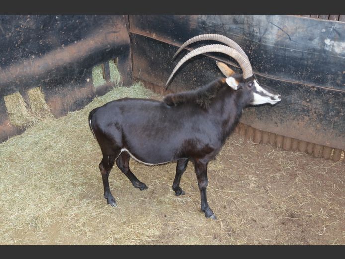 Sable
