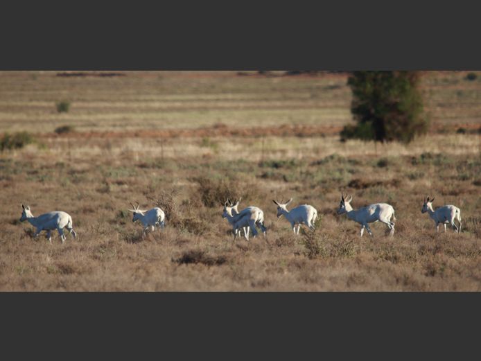 Wit Springbok | Steenbokkie (J Herselman)