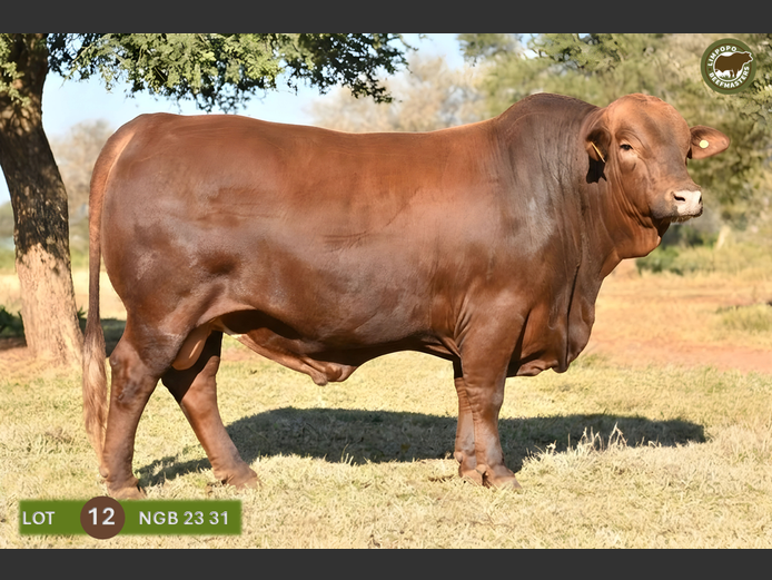 NGB230031 | NOOITGEDACHT SAFARI'S PTY LTD