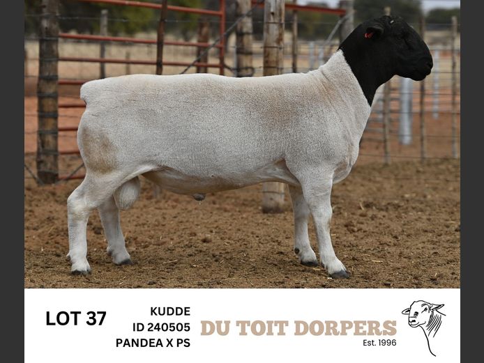 240505 | DU TOIT DORPERS