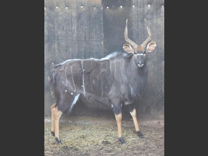 NJALA | MAS WILDLIFE