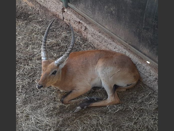 LECHWE | LEBENKELE