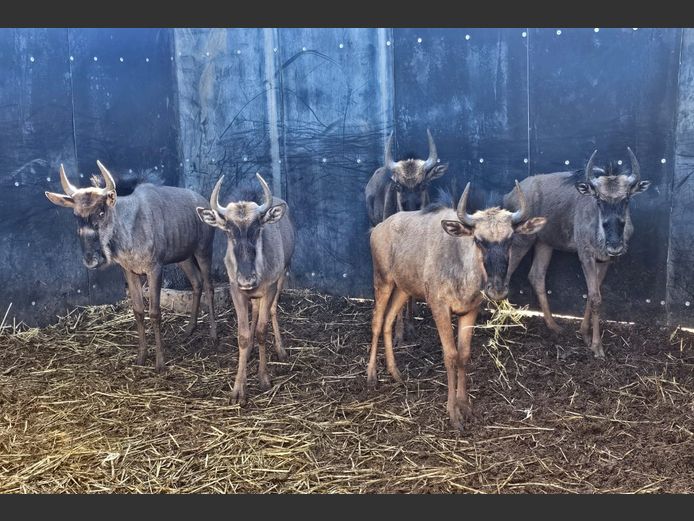 BLUE WILDEBEEST | 1 x DE KOK & 4 x MABALINGWE