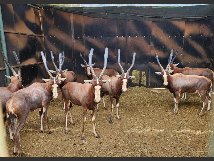 BLESBOK | HELICON