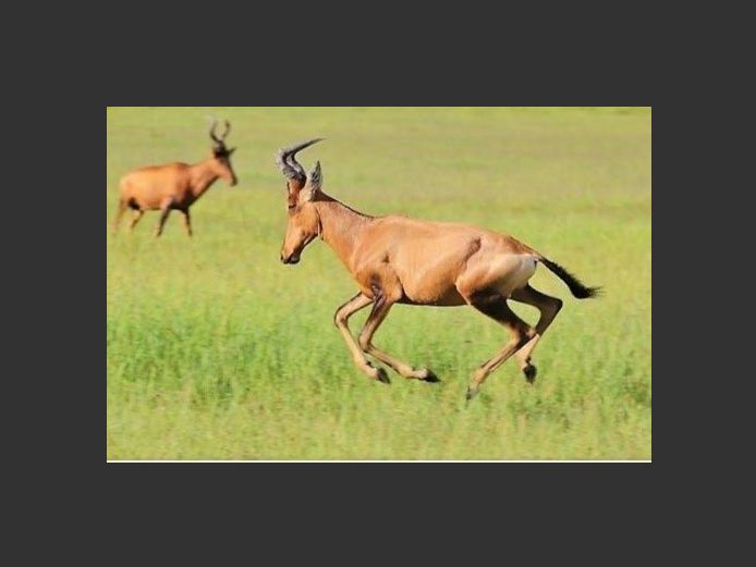 Red Hartebeest Bulls | Amakhala