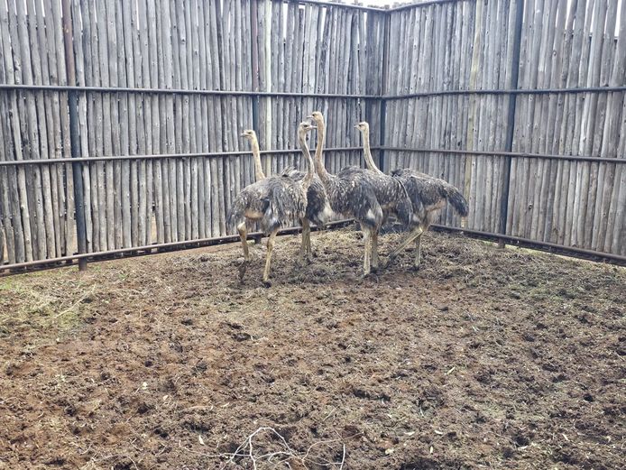 VOLSTRUIS | MCP LOMBAARD