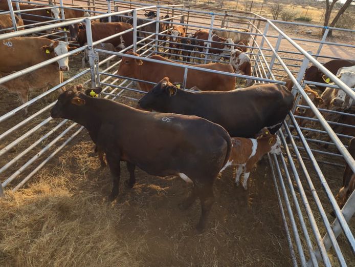 VAN NIEKERK PJ | DAIRY CATTLE 