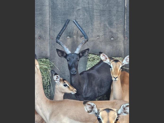 BLACK IMPALA | LEBENKELE