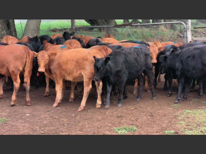 Commercial Animals | Esk River Farming