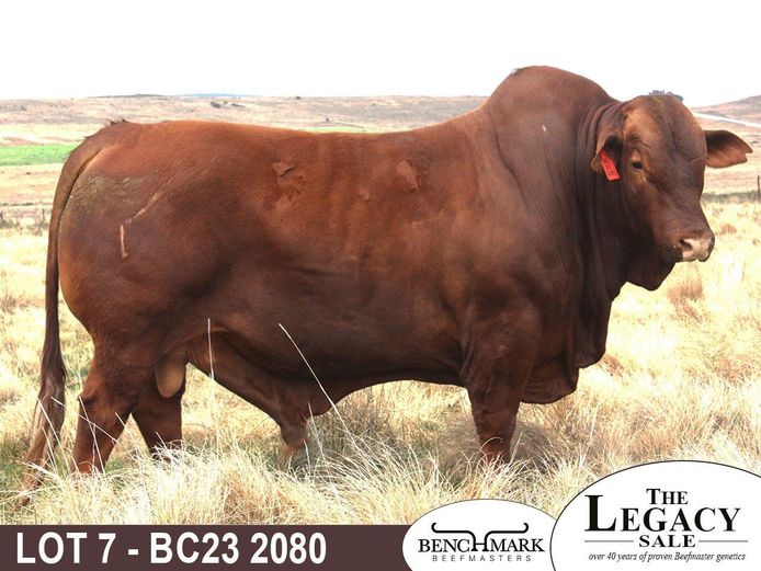 BC232080 | NO 8 CATTLE CO (PTY) LTD