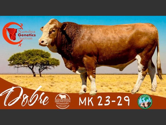 MK2329 | IBENSTEIN SIMMENTALER