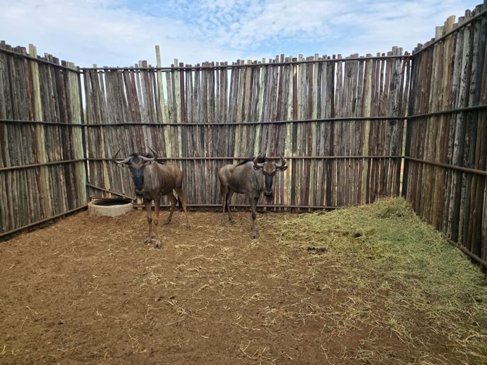 BLOUWILDEBEES | HANLEY