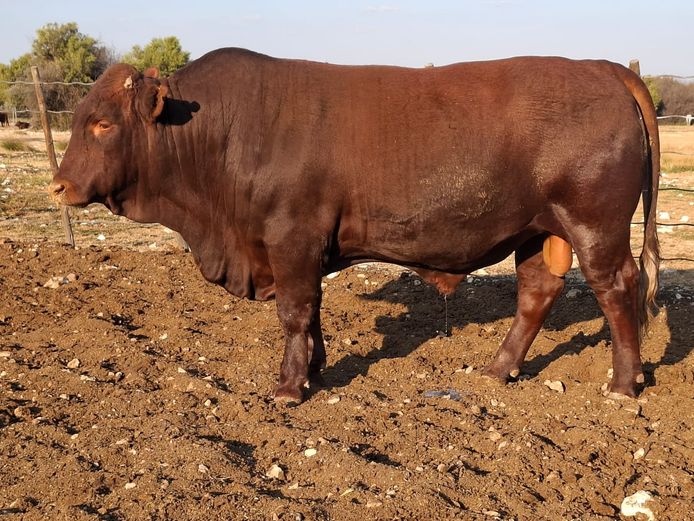 JJ 240034 | JOURIE BONSMARAS