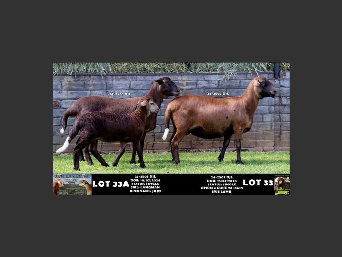 24-2503 DJL | DIRK LOUW