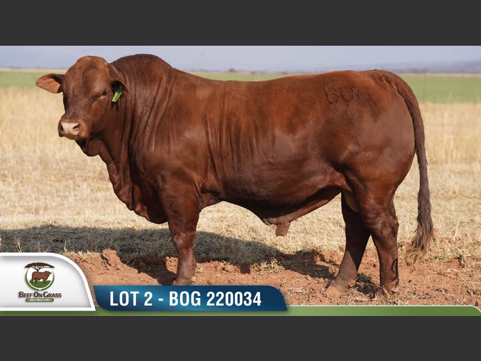 BOG 220034 | BEEF ON GRASS