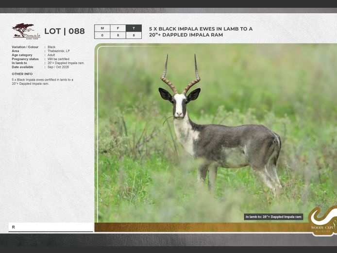Impala - Black | Pamale Game Breeders
