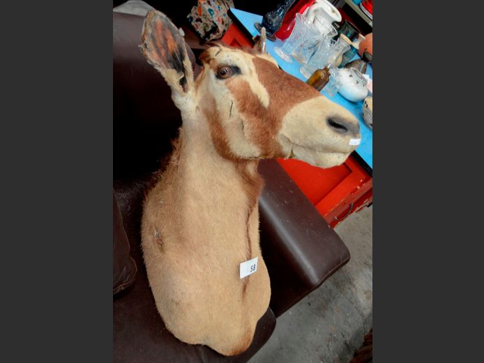 GEMSBOK TROPHY HEAD, 68cm High [No horns, ears worn]