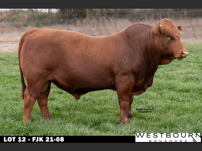 FJK 210008 | WESTBOURN BONSMARAS