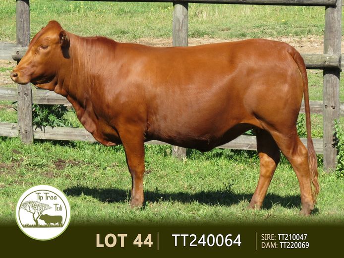 TT240064 | S.T.R. MAINSSHEARD