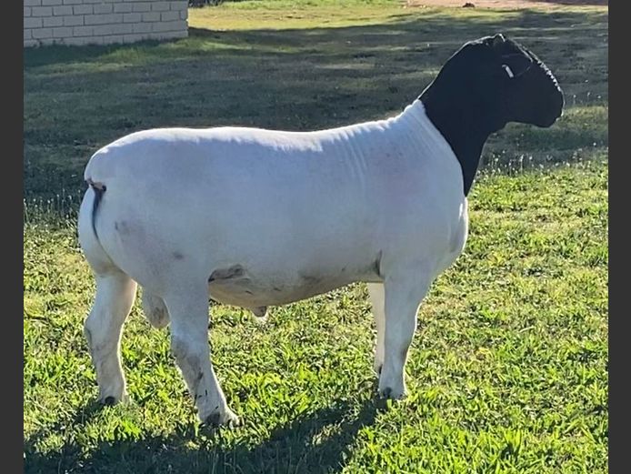 24037| Johan H Maritz sr