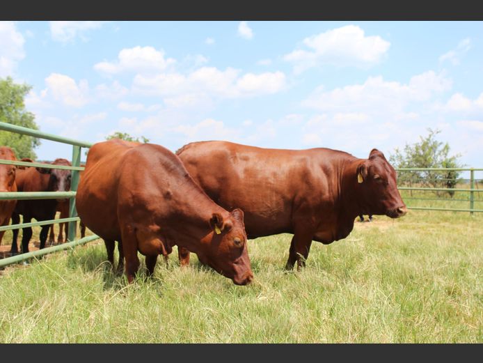 Commercial Animals | Suurberg Bonsmaras