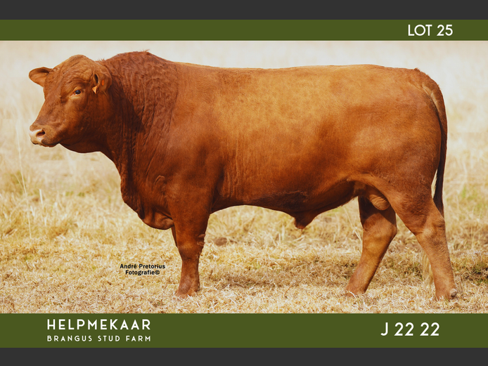 J2222 | CAMPHER, DR. EJ