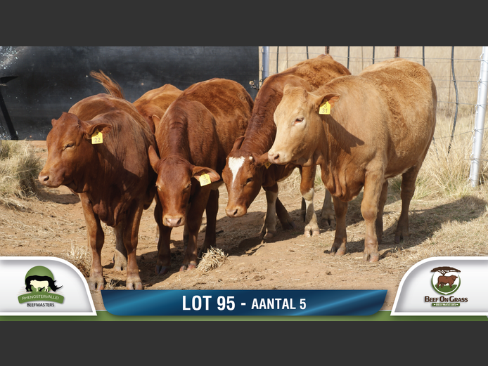 Commercial Animls | RHENOSTERVALLEI & BEEF ON GRASS