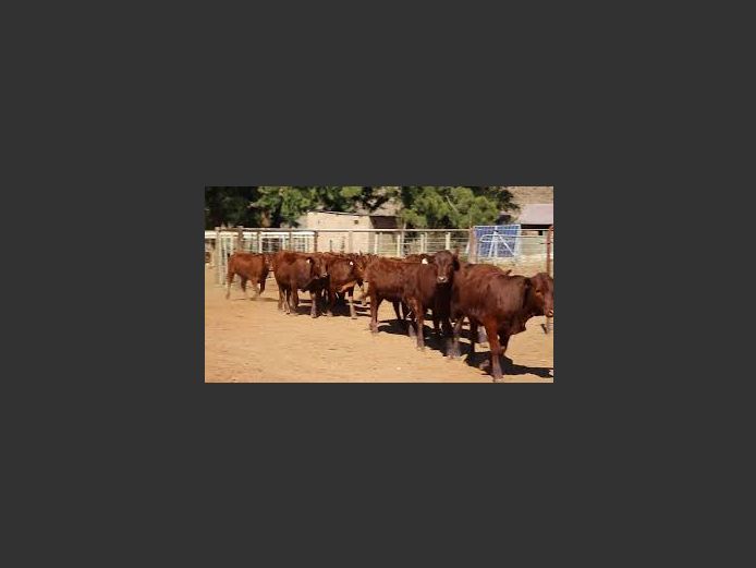 Commercial Females - KAROOVELD BONSMARA #NV