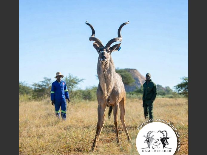 Kudu Bull | WATERBERG PLATO GAME BREEDERS