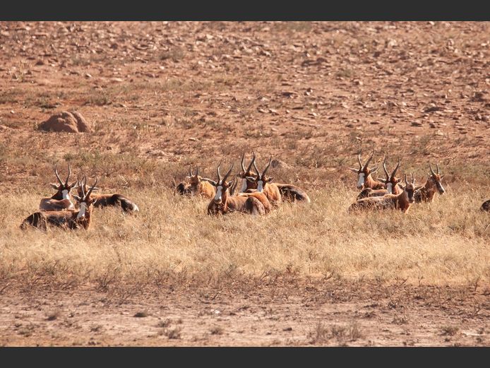 Blesbok Mixed |  SANParks - Mountain Zebra National Park