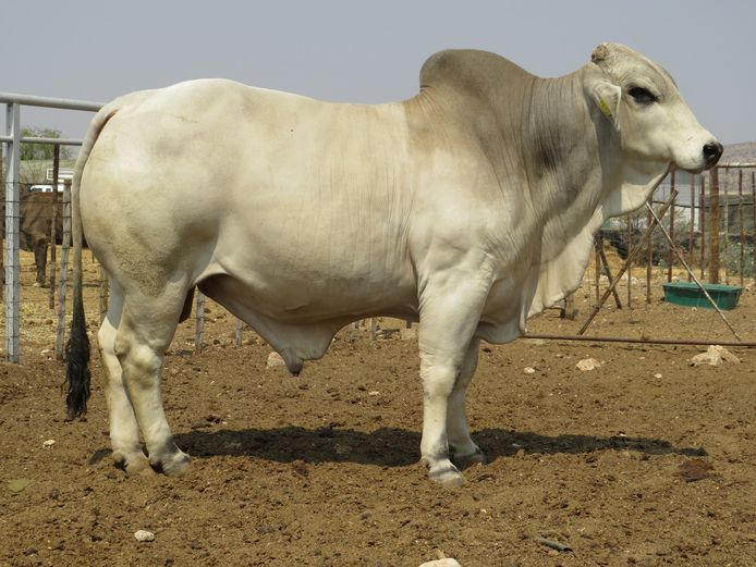 21-0681JLB | JLB BRAHMAN

