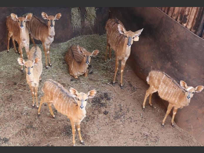 NYALA