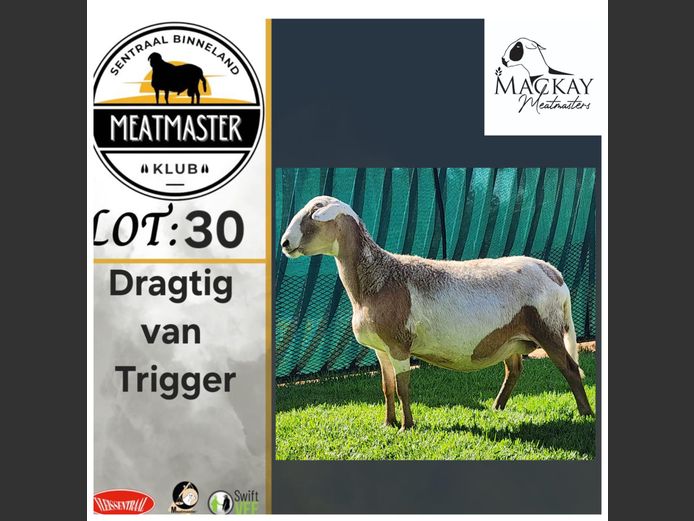 Ooi | Mackay Meatmasters