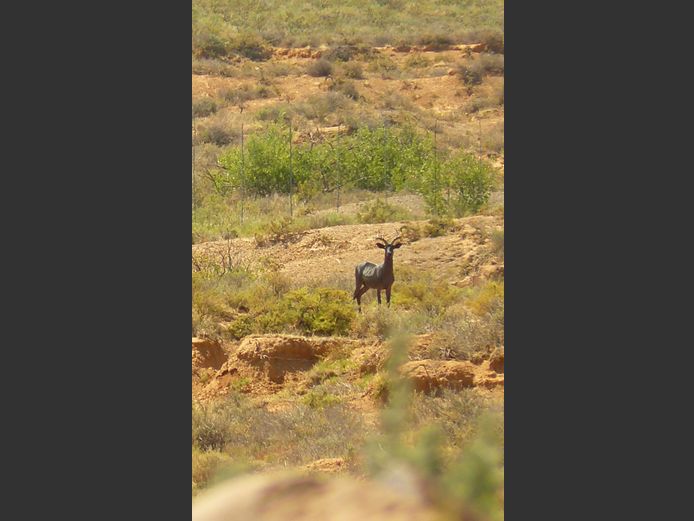 Swart Rooibok | Leeukraal Wildboerdery (C Scheppel)