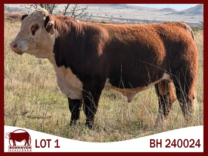 BH240024 SC | BONHAVEN HEREFORDS