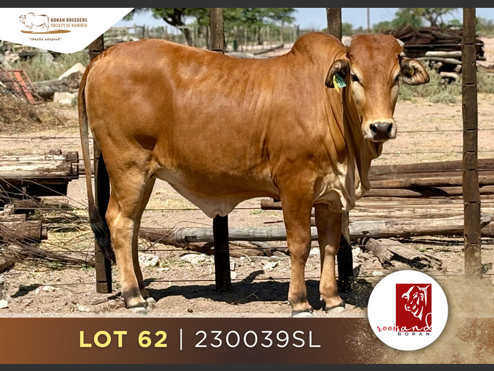 23-0039SL | ROOISAND BORAN