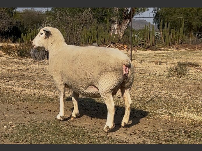 DH 200073 | HEYMAN DORMERS