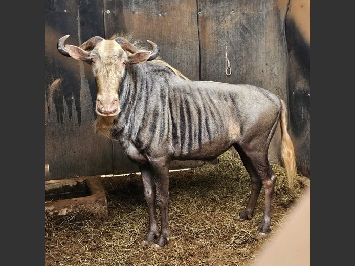 KING WILDEBEEST | HARLOU