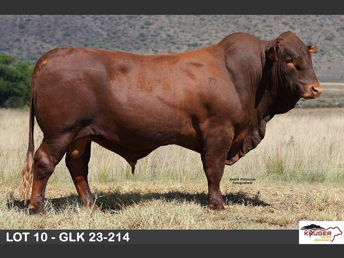GLK 230214 | KRUGER GLEN BONSMARAS