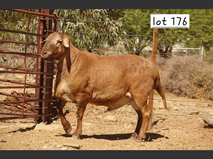 WS 22 2964 | WILGERBOOM MEATMASTERS