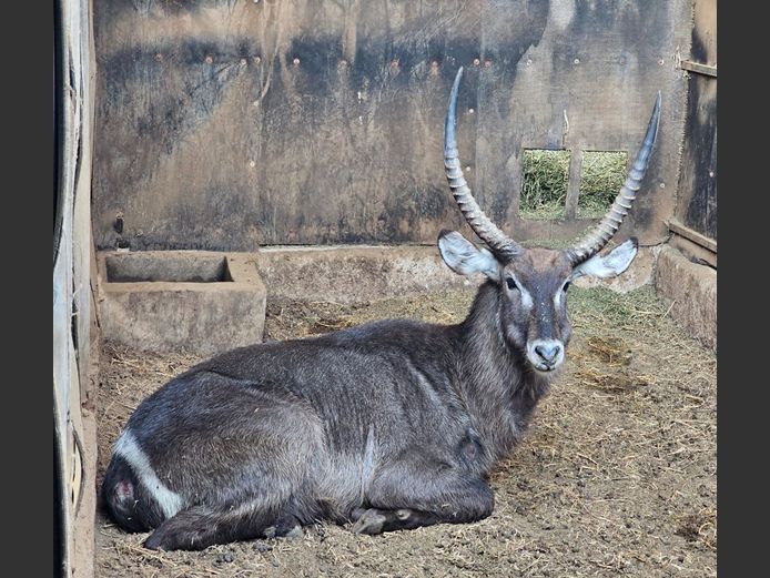 WATERBUCK | WN TRUST