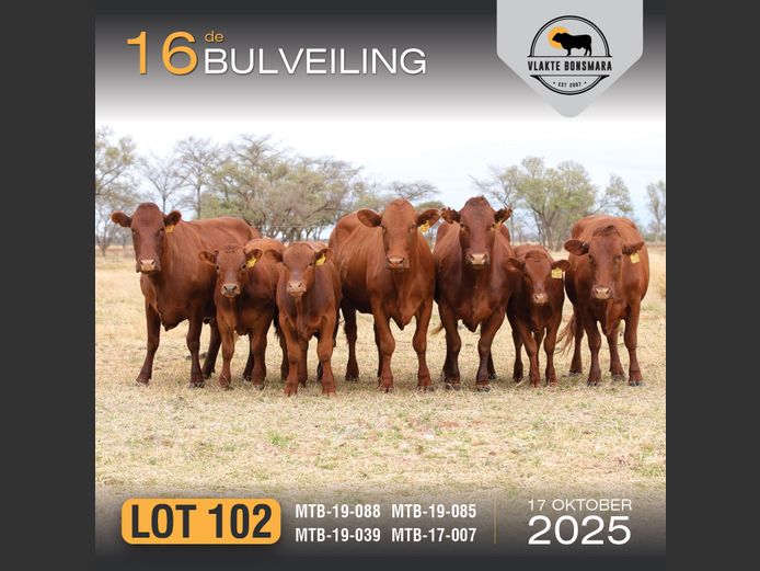 Commercial Animals | MORGAN TRADING (Pty) Ltd