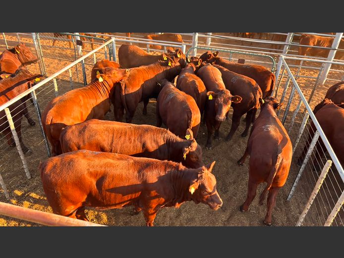 AGRA MARIENTAL WEANER AUCTION