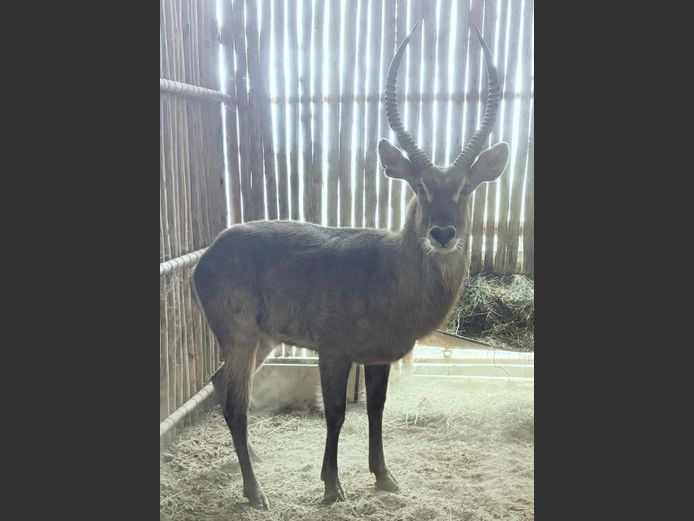Waterbok Bul