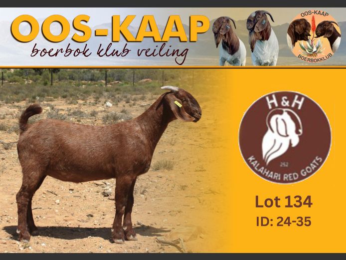 24-35 | H & H Kalahari Reds